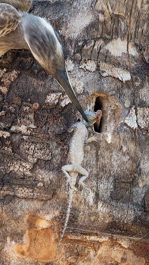 Grey Hornbill male with food